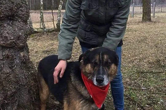 Piasek, kontaktowy psiak prosi o dom!