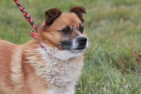 Pompon kocha ludzi i świat zabierz go ze schronisk