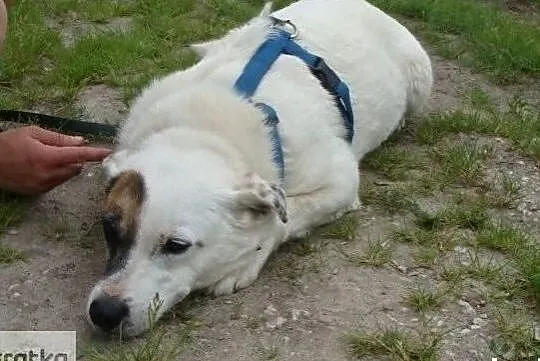 Tola potrzebuje pilnie cierpliwego kochającego i odpowiedzialnego domu, Małopolskie, Kraków