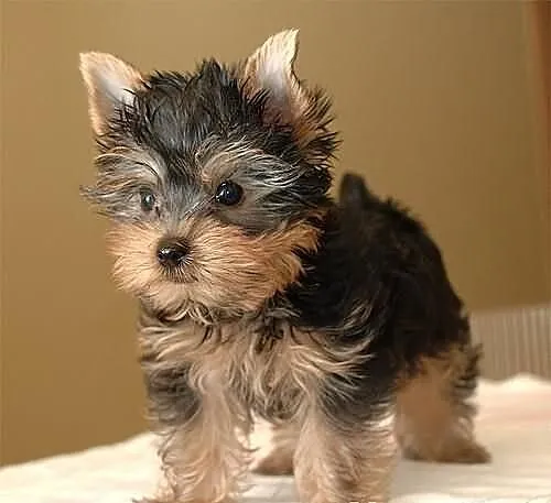 ----- BYTOM ----- Mini Yoreczki York Yorki SŁODZIU