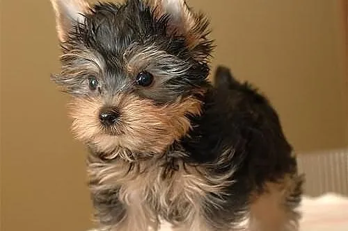 ----- BYTOM ----- Mini Yoreczki York Yorki SŁODZIU