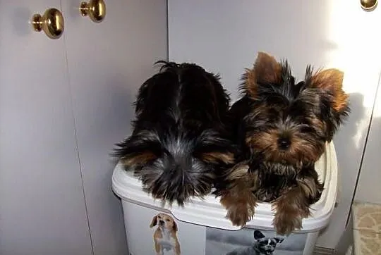 ----- BYTOM ----- Mini Yoreczki York Yorki SŁODZIU