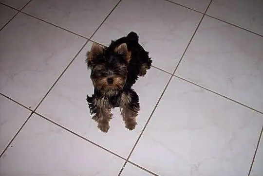 ----- BYTOM ----- Mini Yoreczki York Yorki SŁODZIU