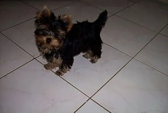 ----- BYTOM ----- Mini Yoreczki York Yorki SŁODZIU
