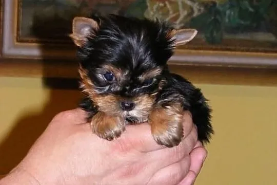 ----- BYTOM ----- Mini Yoreczki York Yorki SŁODZIU