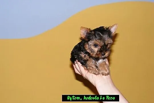 ----- BYTOM ----- Mini Yoreczki York Yorki SŁODZIU
