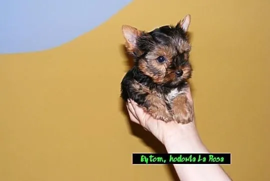----- BYTOM ----- Mini Yoreczki York Yorki SŁODZIU
