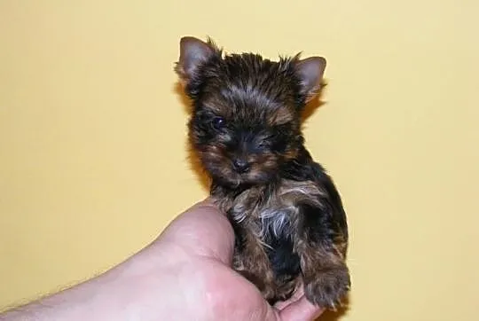 ----- BYTOM ----- Mini Yoreczki York Yorki SŁODZIU
