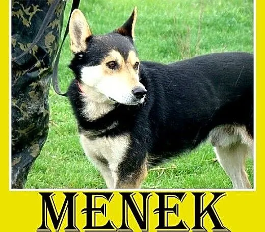 Owczarek niem. mix,spokojny,łagodny,grzeczny pies