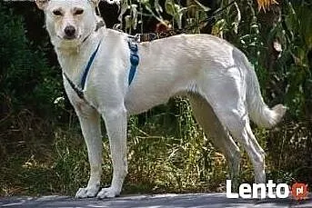 Milka - piękna, delikatna, 3 letnia sunia DO ADOPCJI!,  mazowieckie Warszawa