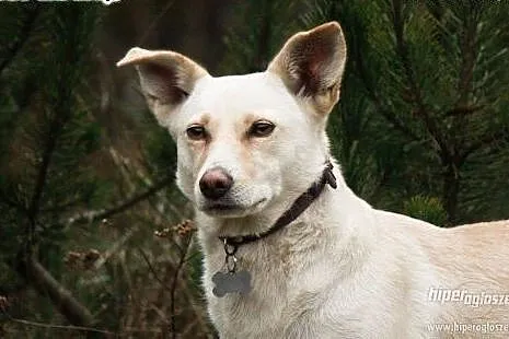 Milka - piękna, delikatna, 3 letnia sunia DO ADOPC