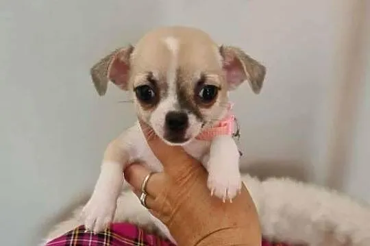Chihuahua suczka tricolor