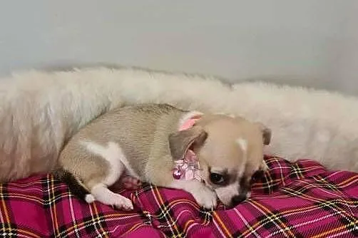 Chihuahua suczka tricolor, Śląskie, Częstochowa