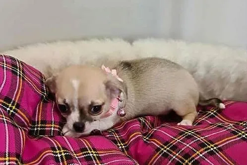 Chihuahua suczka tricolor, Śląskie, Częstochowa