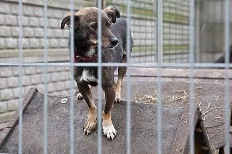 Master - Miki błaga o dom,  śląskie Dąbrowa Górnic