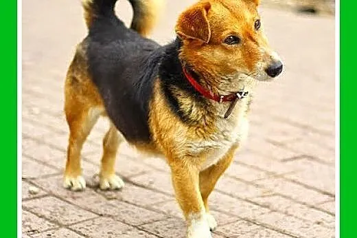 Dla domatorów,mały,spokojny piesek na krótkich łapkach LIPTUŚ.Adopcja,  mazowieckie Warszawa
