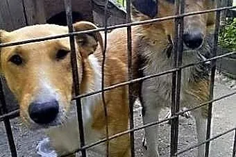 Pies w typie owczarka colli do adopcji,  śląskie Katowice