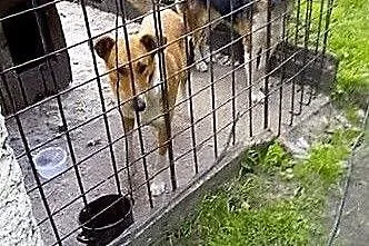 Pies w typie owczarka colli do adopcji,  śląskie K