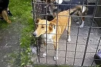 Pies w typie owczarka colli do adopcji,  śląskie K