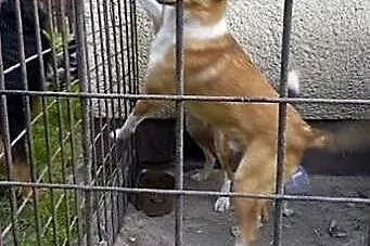 Pies w typie owczarka colli do adopcji,  śląskie K