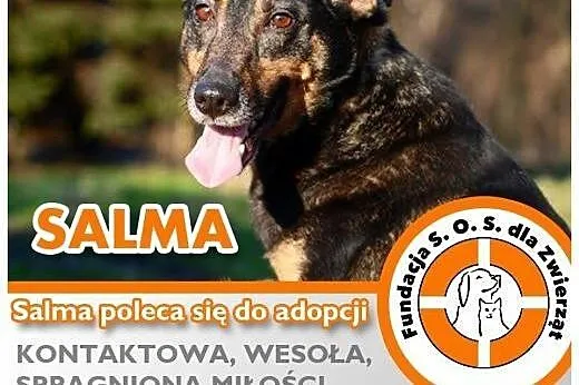 SALMA – kontaktowa sunia o anielskim spo