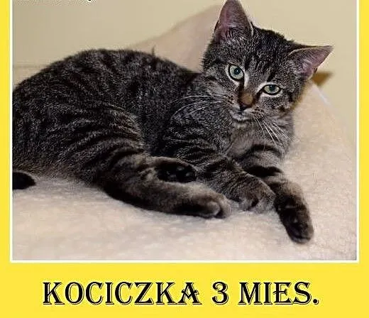 3mies.kociczka,bura,tulaśna,rozmruczana.ADOPCJA,