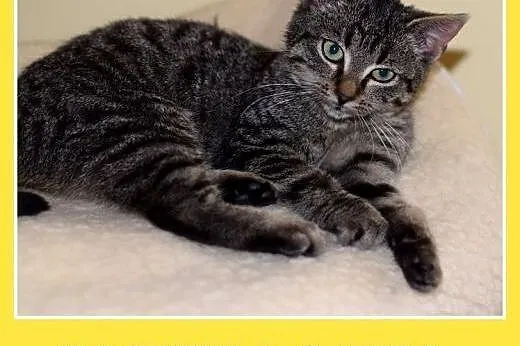 3mies.kociczka,bura,tulaśna,rozmruczana.ADOPCJA, śląskie Katowice
