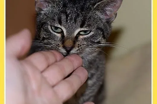 3mies.kociczka,bura,tulaśna,rozmruczana.ADOPCJA,  