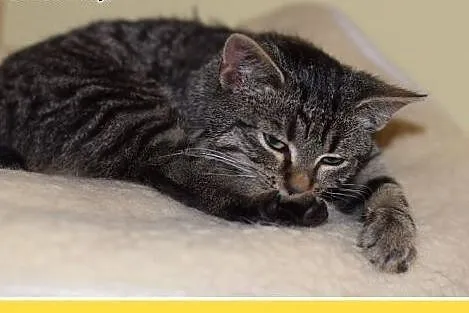 3mies.kociczka,bura,tulaśna,rozmruczana.ADOPCJA,  