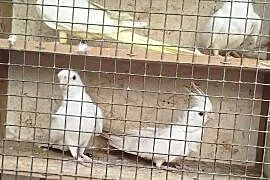 Nimfy świergoty sprzedam