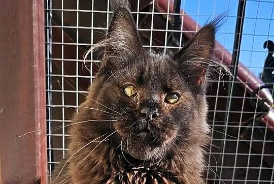 Czekoladowy Maine Coon - FPL, Pomorskie, Gdańsk