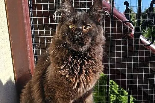 Czekoladowy Maine Coon - FPL, Pomorskie, Gdańsk