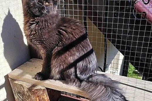 Czekoladowy Maine Coon - FPL, Pomorskie, Gdańsk