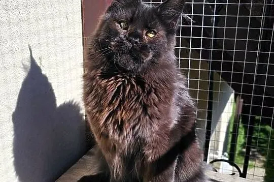 Czekoladowy Maine Coon - FPL, Pomorskie, Gdańsk