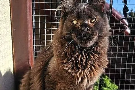 Czekoladowy Maine Coon - FPL, Pomorskie, Gdańsk