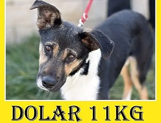 10 mies.,średni,łagodny,wesoły,towarzyski piesek D