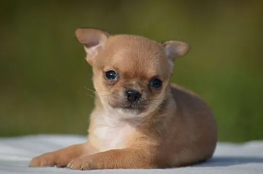 Chihuahua krótkowłose i długowłose szczenięta (FCI), Mazowieckie, Milanówek
