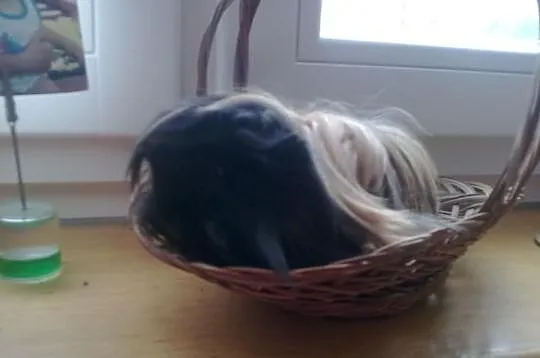 Śliczne świnki morskie
