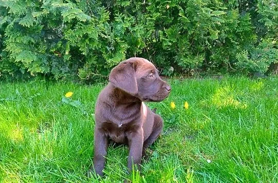 Labrador retriever szczenięta