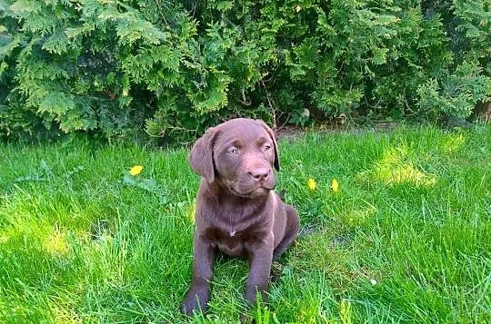 Labrador retriever szczenięta, Łódzkie, Niedośpielin