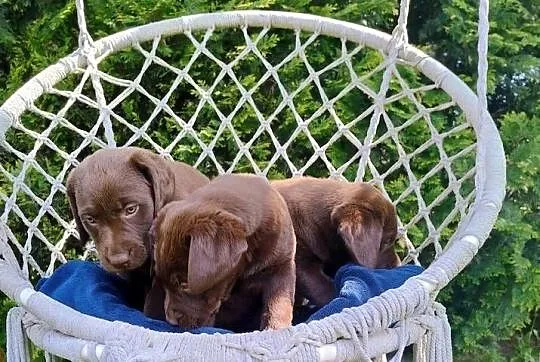 Labrador retriever szczenięta, Łódzkie, Niedośpielin