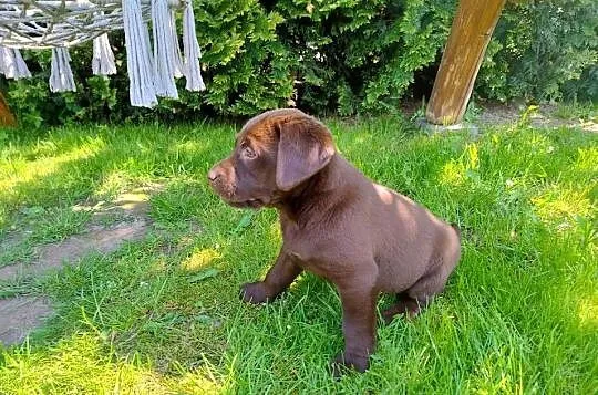 Labrador retriever szczenięta, Łódzkie, Niedośpielin