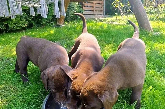 Labrador retriever szczenięta, Łódzkie, Niedośpielin