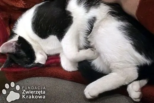 Kubuś powita Cię w drzwiach,  małopolskie Kraków