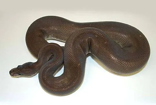 Python Królewski Samica 8ball