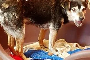 Dziadek to starszy psiak który lubi obecność ludzi oraz pieszczoty .,  łódzkie Skierniewice