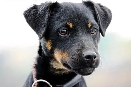 Szakirka kochana suczka szczeniak ADOPCJA,  małopolskie Kraków
