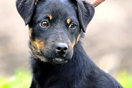 Szakirka kochana suczka szczeniak ADOPCJA,  małopo