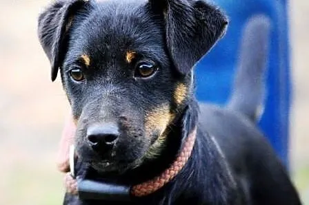 Szakirka kochana suczka szczeniak ADOPCJA,  małopo