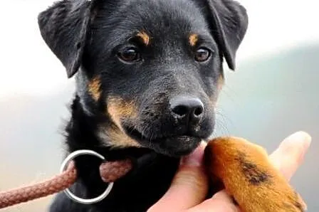 Szakirka kochana suczka szczeniak ADOPCJA,  małopo